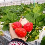 牧場でいちご狩り「那須千本松牧場」4種いちごの⾷べ⽐べも︕